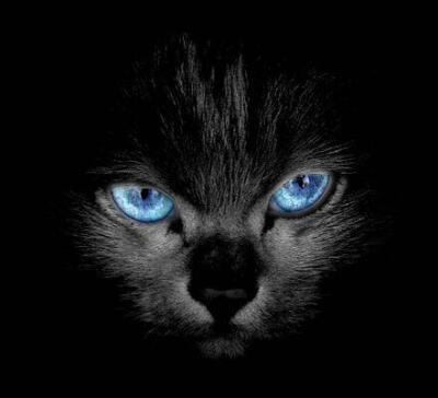 漂亮眼睛 猫咪 黑色 蓝色