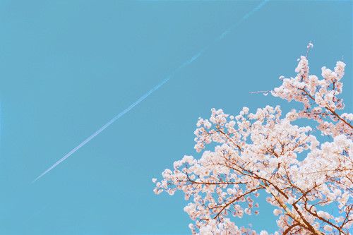 干净 安静 唯美 静物 物语 时光 花 清新淡雅 鸟语花香 花 植物 风景