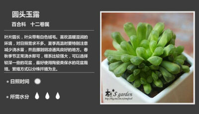 多肉#150多种多肉植物对照图