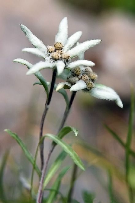 暴风侵袭依然屹立的高山植物—雪绒花(leontopodium alpinum.