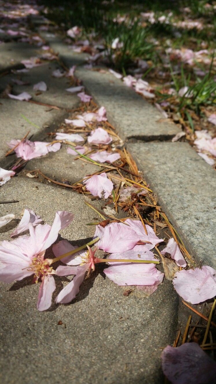 花易凋零.