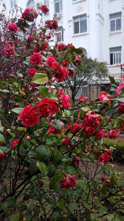 红色山茶花