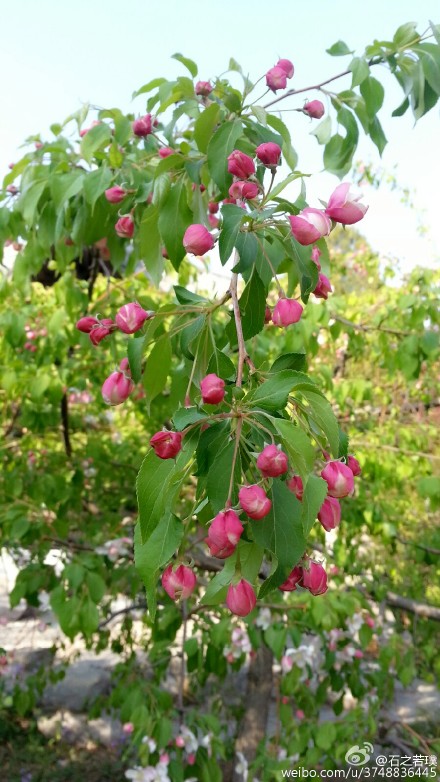 americanquot~英文名称:american begonia~蔷薇科-苹果亚科