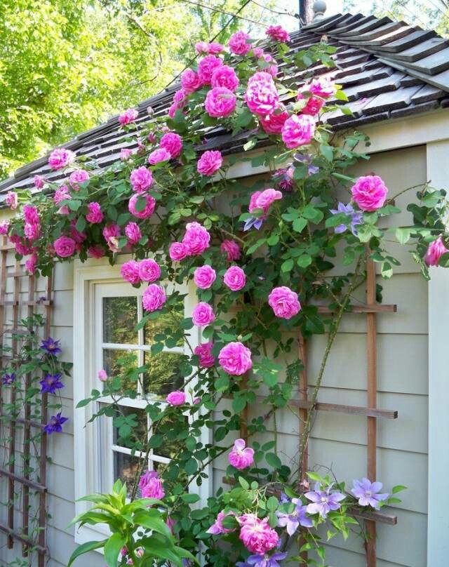 玫瑰 月季 蔷薇 开在我窗前门外院子里 堆糖,美图壁纸兴趣社区