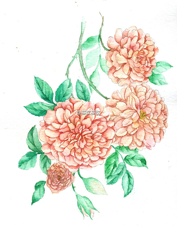 水彩手绘月季/玫瑰(rose)花型:绒球状.