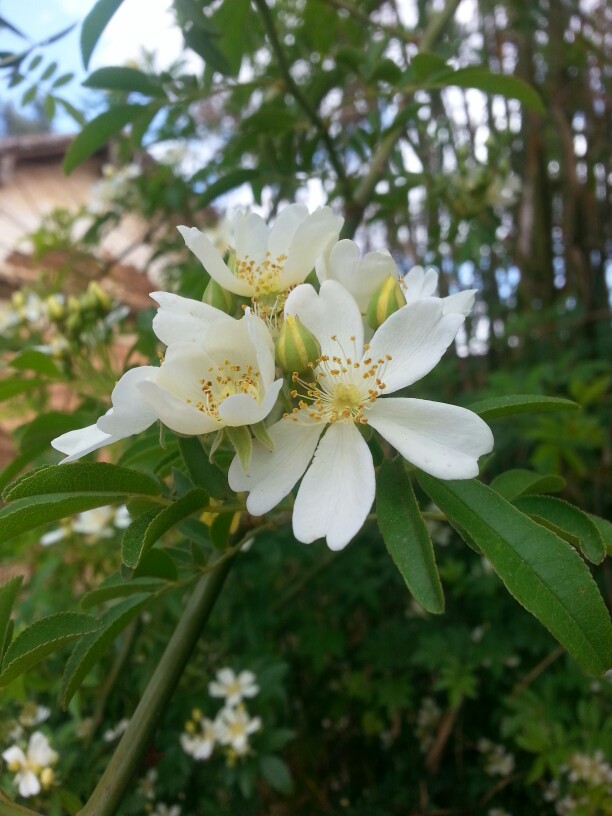 刺花