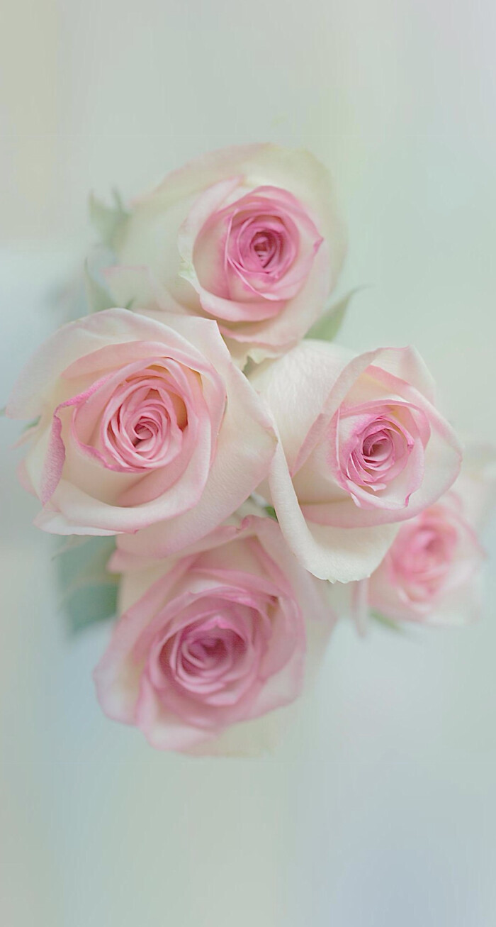 鲜花花朵玫瑰 静物桌面 花束 唯美温暖粉色壁纸背景头像朦胧
