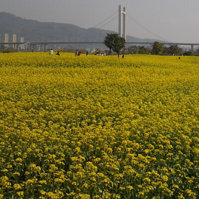 水粉 油菜花