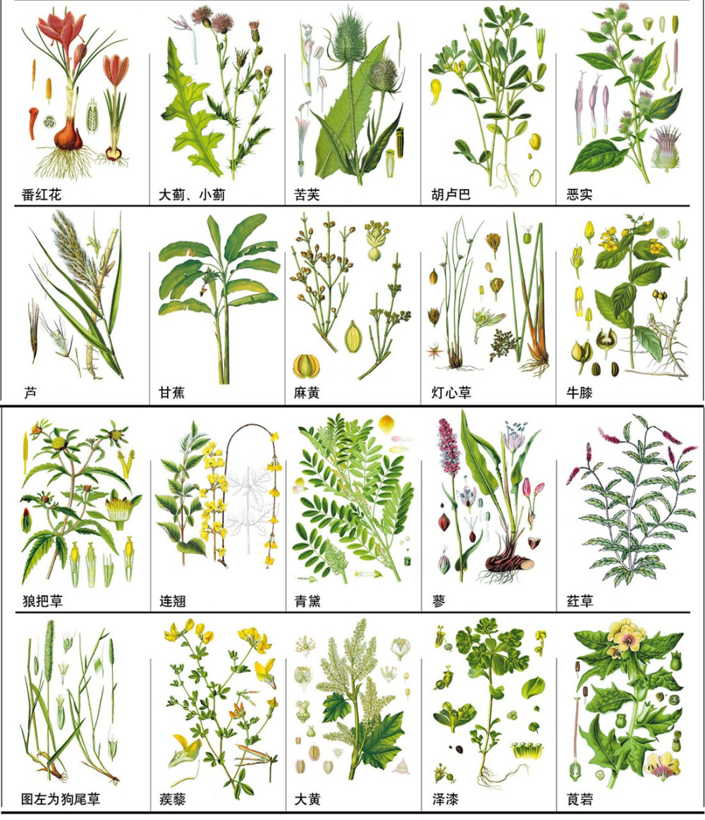 【148种中草药,你能认出几个?