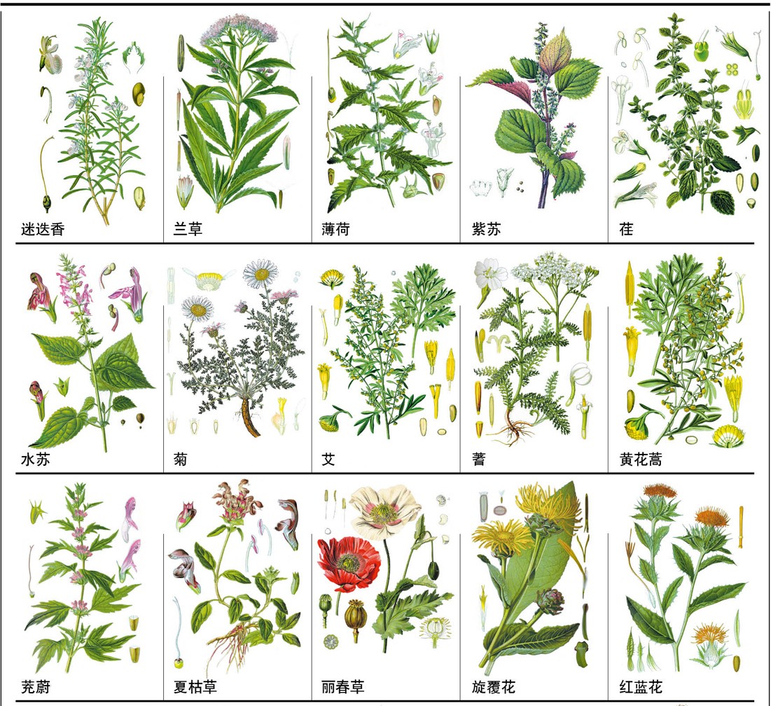 它们的花,芯,果,茎和根都是啥样的?各类中草药都有什么功效?