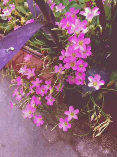 小花
