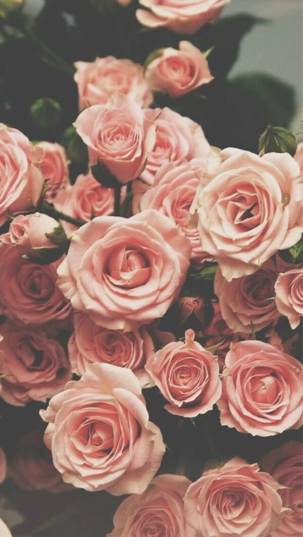 插图植物 玫瑰蔷薇鲜花花朵 静物 唯美温暖粉色红色 壁纸背景锁屏头像
