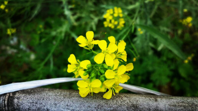 水粉 油菜花
