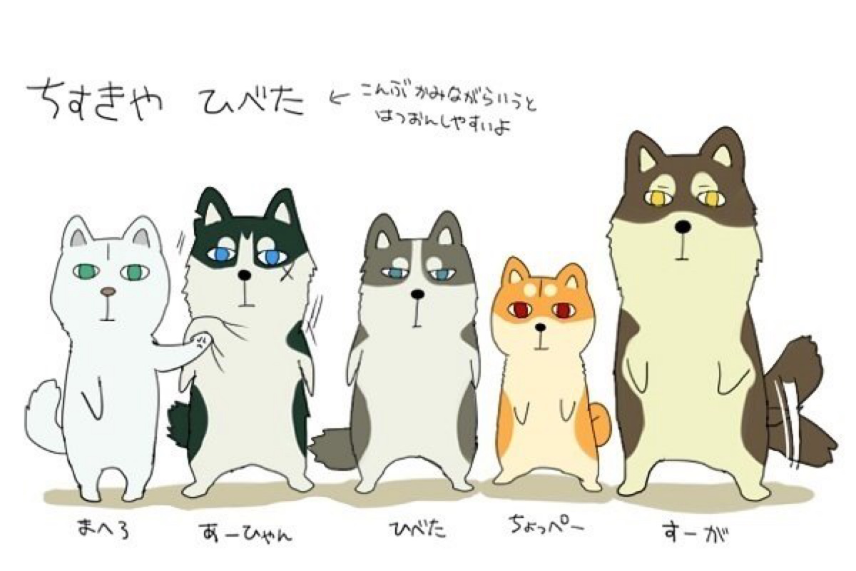 猫猫狗狗,傻傻分不清楚 堆糖,美图壁纸兴趣社区