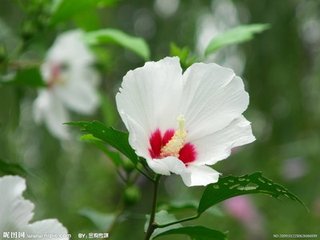 韩国国花---木槿花 木槿花,即锦葵科木槿属植物木槿(jǐn) (hibiscus