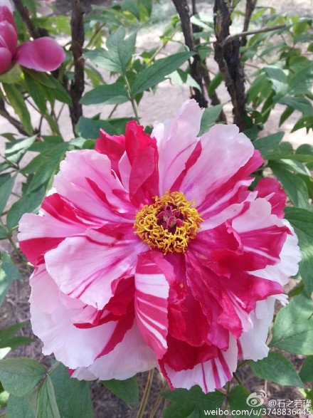 石之若璞 花事 春日觅花影 中文学名 牡丹 拉丁学名 Paeonia Suffruticosa Andrews 别称 鼠姑 鹿韭 白茸 木芍药 百雨金 洛阳花 富贵花 英文名称 Peony 毛茛科 芍药亚科 芍药属 堆糖 美图壁纸兴趣社区