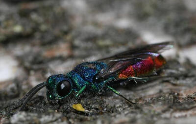 青蜂 青蜂,属青蜂科,英文名 cuckoo wasp,又译杜鹃蜂,红尾蜂,大多数