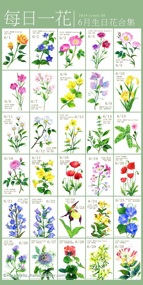 生日花 堆糖 美图壁纸兴趣社区