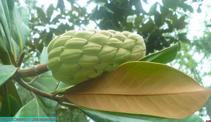荷花玉兰(学名:magnolia grandiflora),又名洋玉兰(中国树木分类学)
