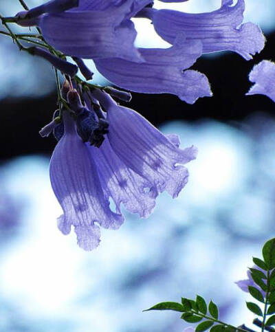 蓝花楹(学名:jacaranda mimosifolia)是紫葳科蓝花楹属的植物.