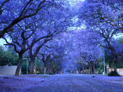 蓝花楹(学名:jacaranda mimosifolia)是紫葳科蓝花楹属的植物.