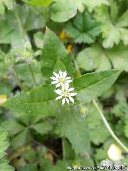 【石之若璞-花事-春末觅花影】中文学名:鹅肠菜 拉丁学名:endarachne