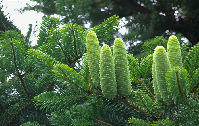 百山祖冷杉(学名:abies beshanzuensis)是松科冷杉属的一个树种,为