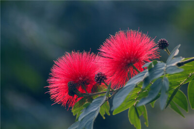 朱樱花,别名:美蕊花 红绒球.