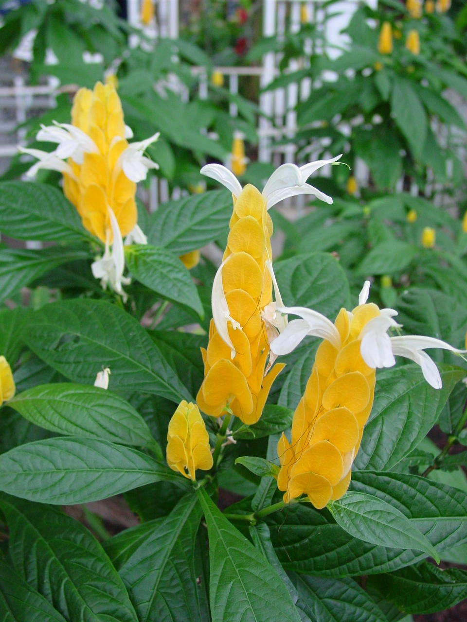 金苞花又称黄虾花,珊瑚爵床,金包银,金苞虾衣花.