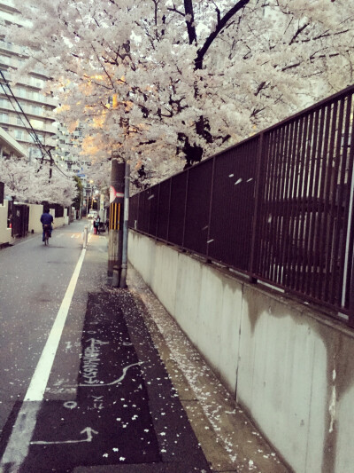 その花びらにくちづけを 堆糖 美图壁纸兴趣社区