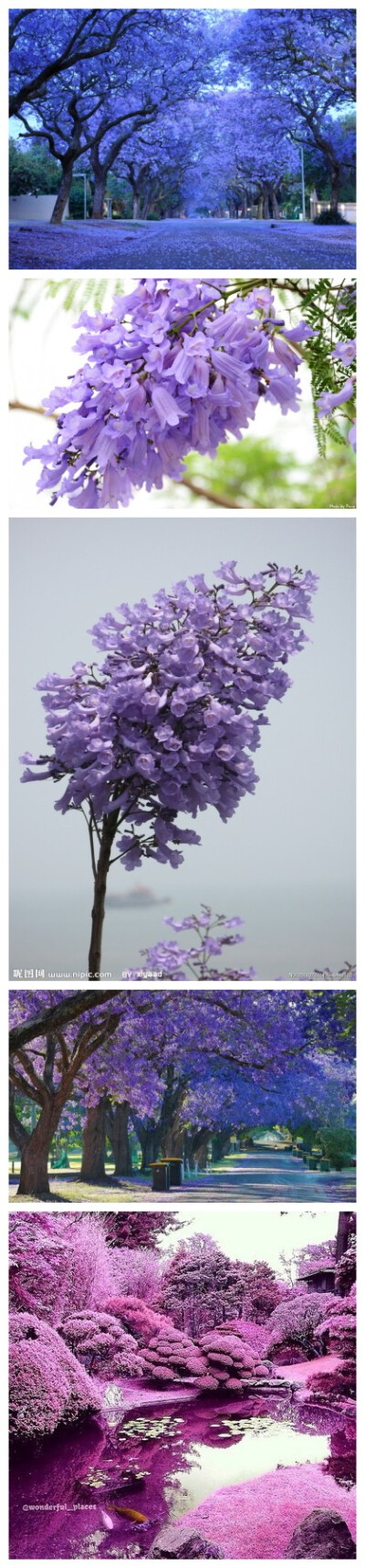 蓝花楹(学名:jacaranda mimosifolia)是紫葳科蓝花楹属的植物.
