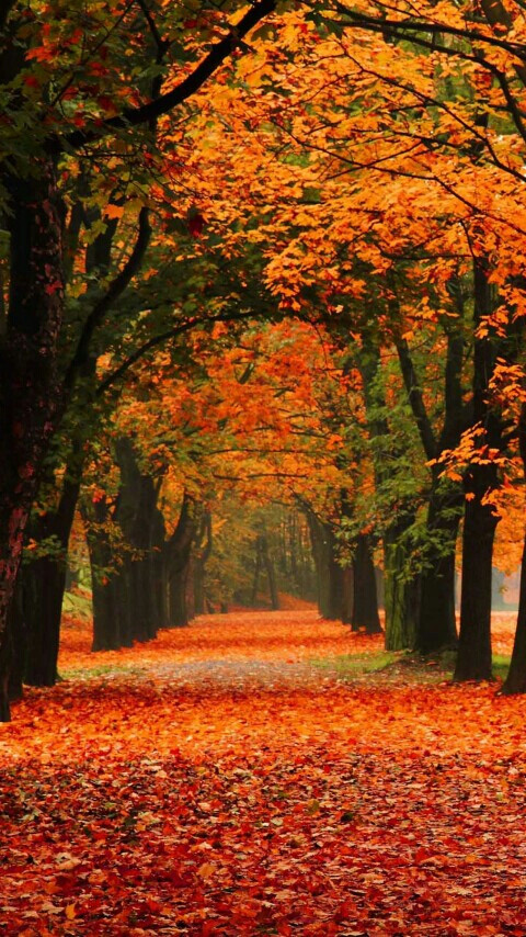 "寻不见你,在秋天枫叶最绚烂的地方等你"海天林木城堡手机壁纸