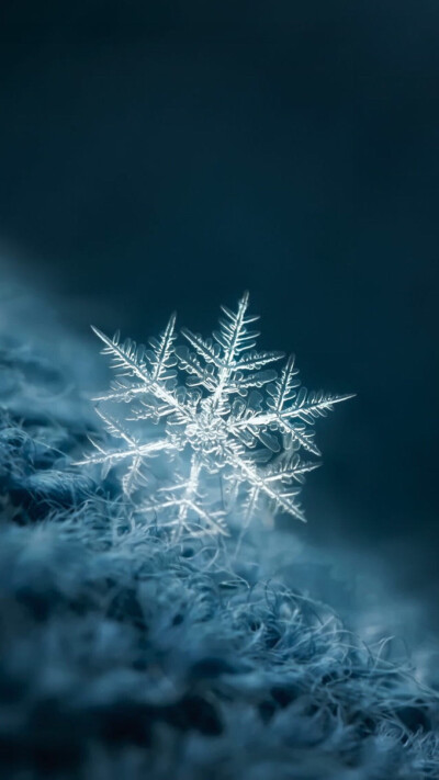 冰晶雪花壁纸