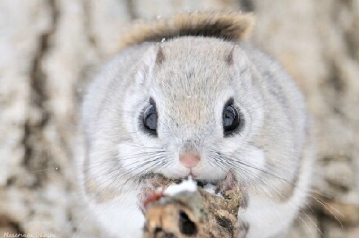 岛国摄影师拍摄的一系列日本小飞鼠,俗称"摸摸嘎(momonga,松鼠的