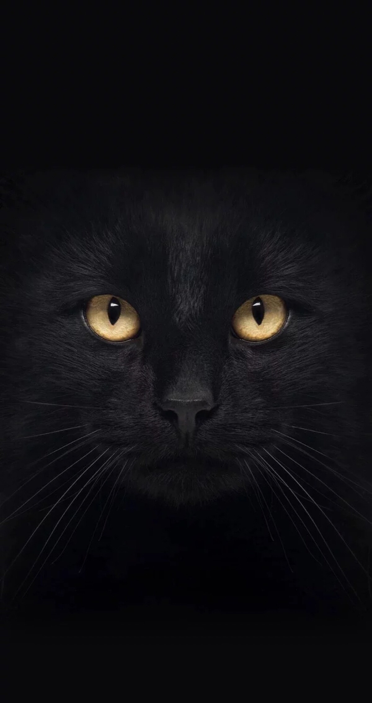 黑猫 - 高清图片，堆糖，美图壁纸兴趣社区