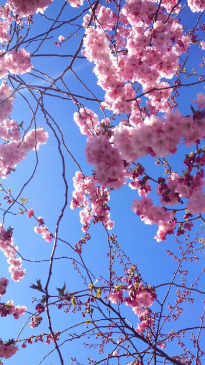 桃花旺壁纸