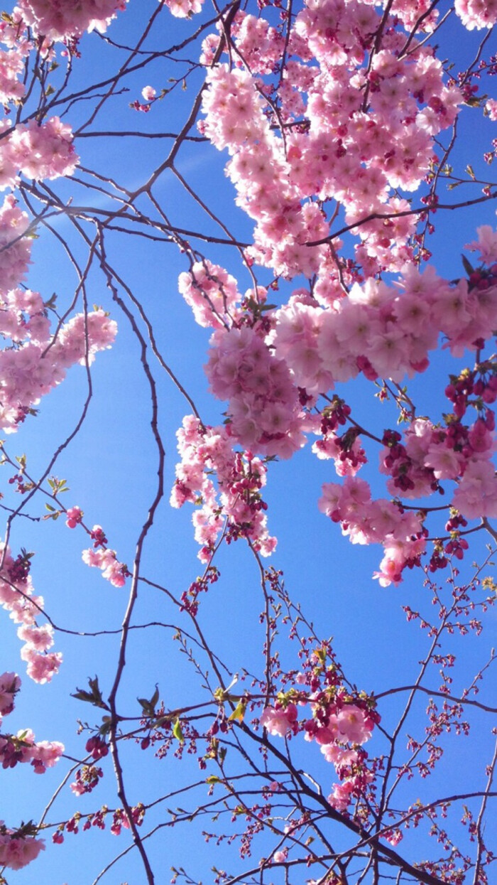 桃花.天空.壁纸.