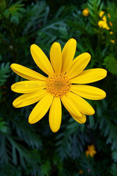 【花园夜手机迷你摄影】 小植物系列.2015年4月浙江道边拍摄.