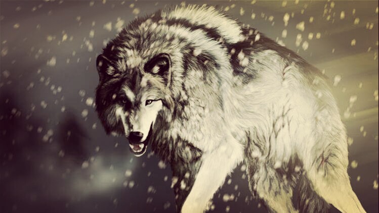 我以为自己像狼一样,受伤后躲起来掩盖起伤口还可以高傲向前.