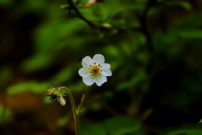 野草莓花