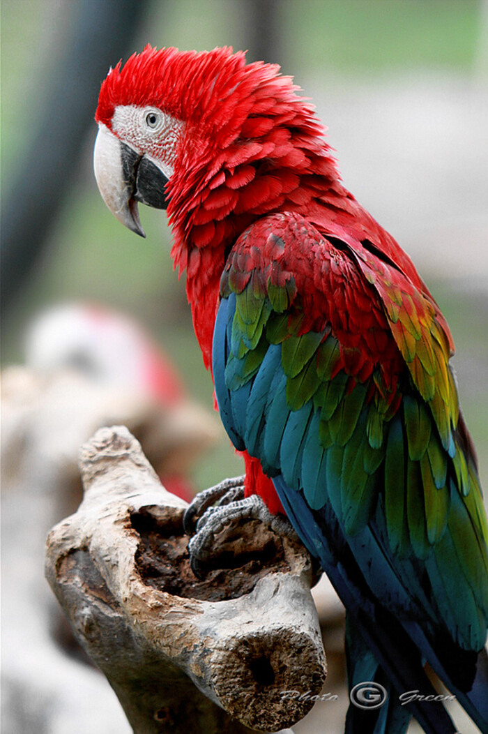 金刚鹦鹉(红绿金刚,蓝黄金刚鹦鹉):原产于美洲热带地区,是色彩最漂亮