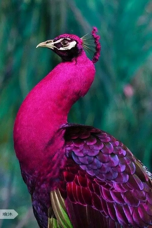 粉色的孔雀