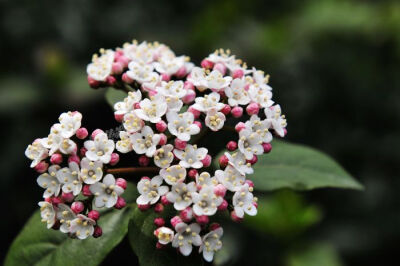 欧洲荚蒾(学名:viburnum opulus)为五福花科荚蒾属的落叶灌木植物.