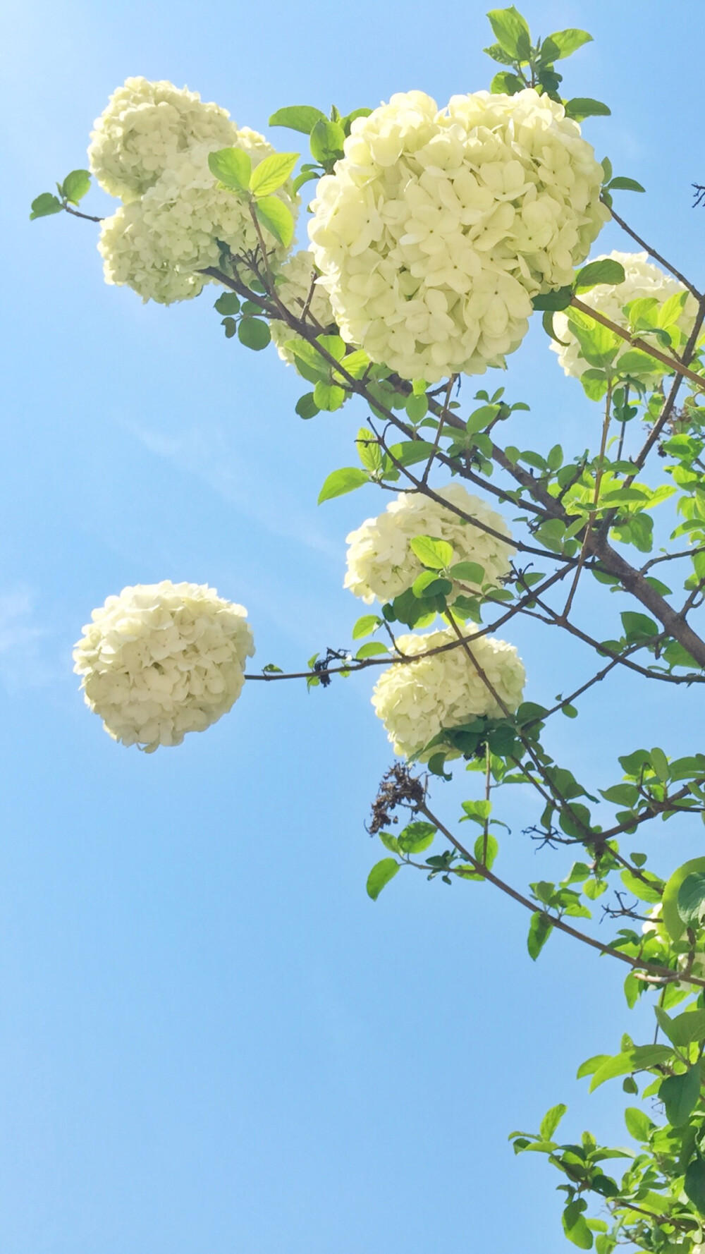 iphone壁纸锁屏植物绣球荚蒾