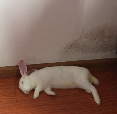 见过这样睡觉的兔子嘛?我来演示一下