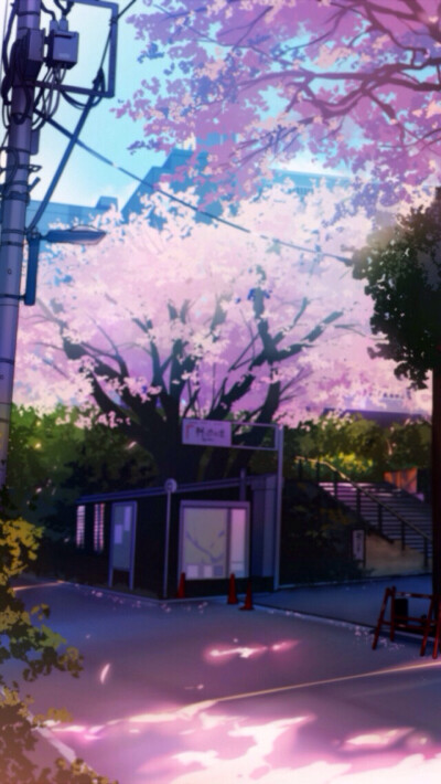 场景插画 壁纸 樱花