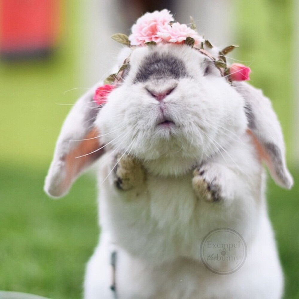 每天都被这只叫exempel的4岁瑞典兔子萌哭()  (ins:exempelthebunny)