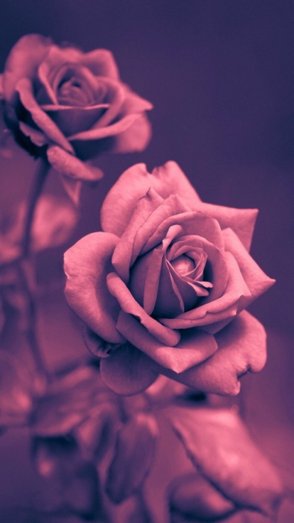 唯美浪漫玫瑰花壁纸