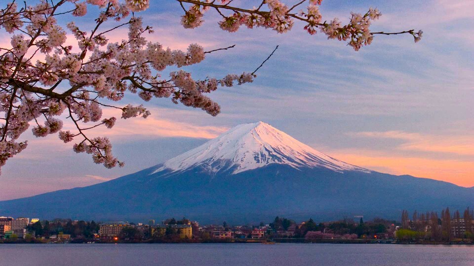 富士山 樱花