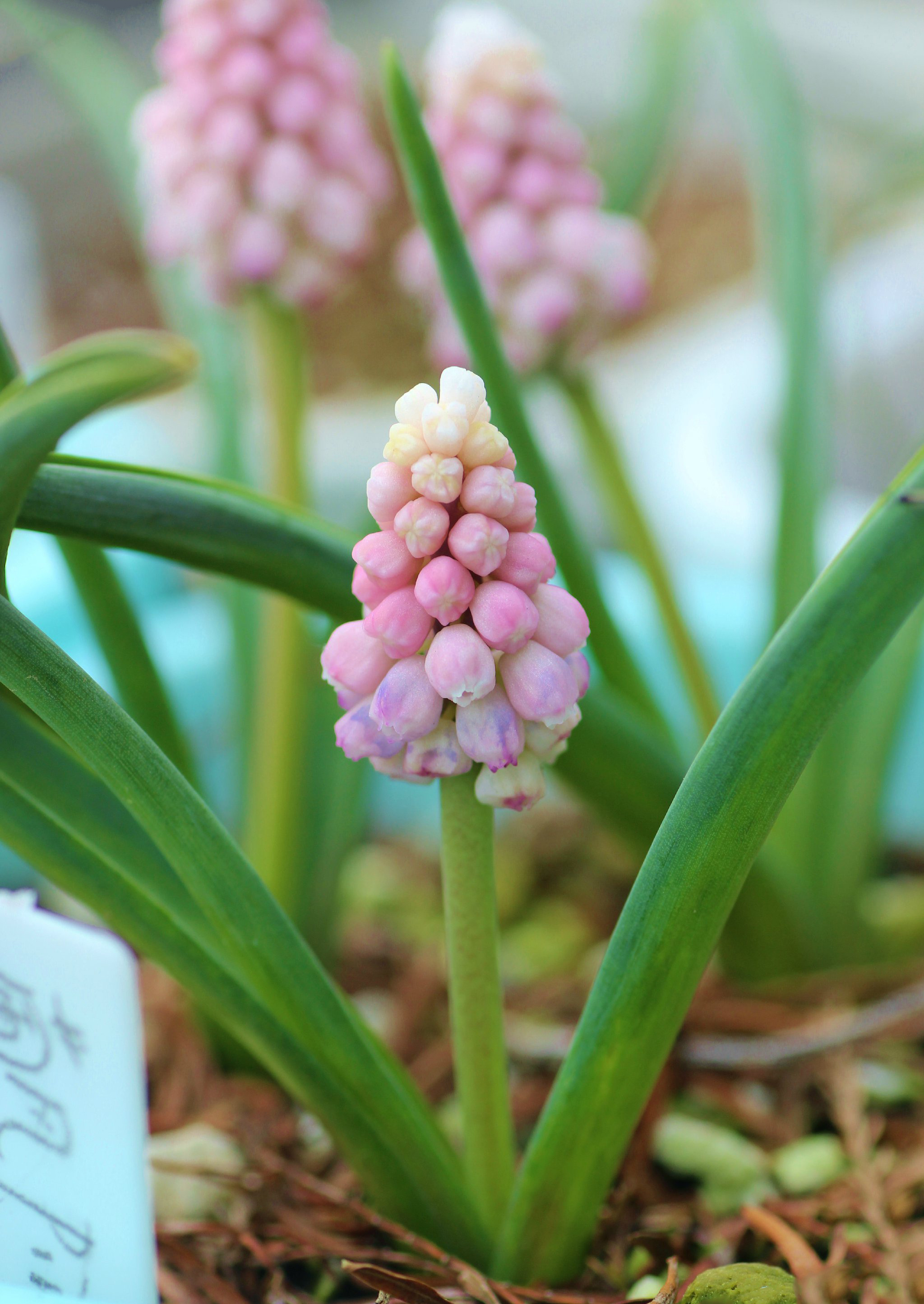 "粉色日出"葡萄风信子 muscari'pink sunrise,风信子科蓝壶花属.